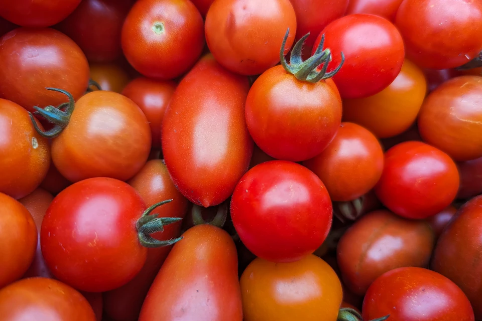 Прожорливые личинки насекомого портят листья и плоды