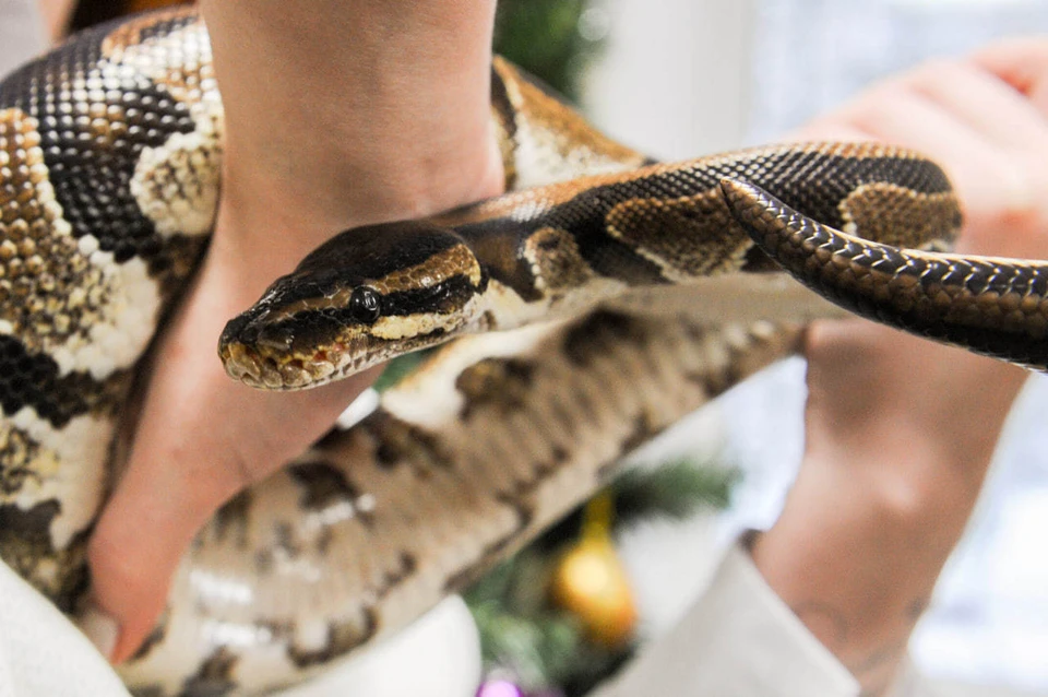 В Таиланде трехметровый питон проглотил кошку и умер