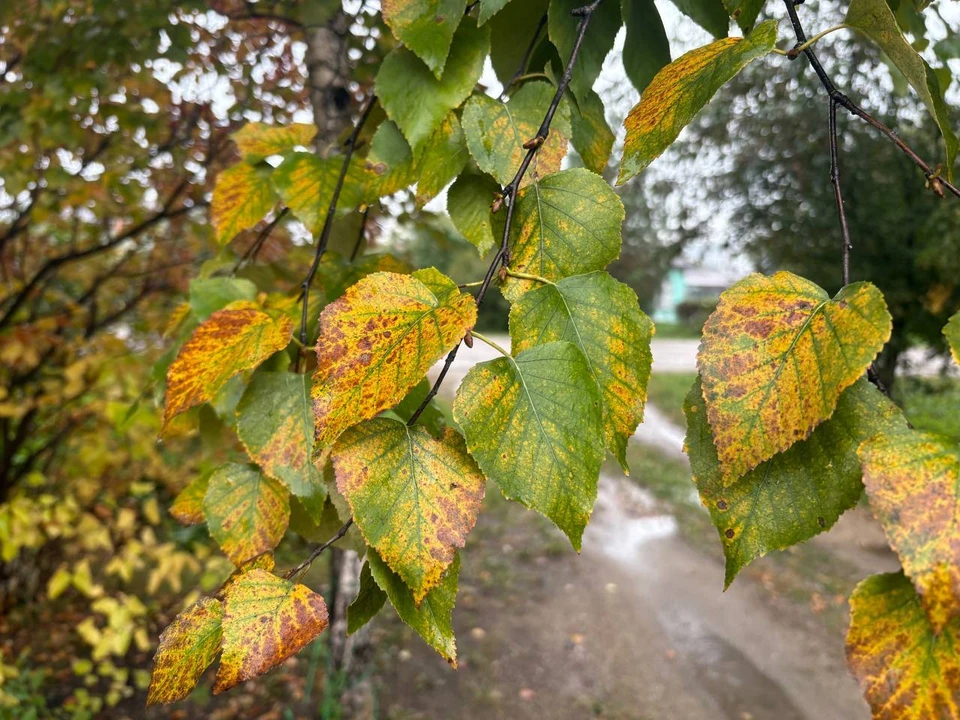22 октября в Хабаровском крае не ожидается осадков
