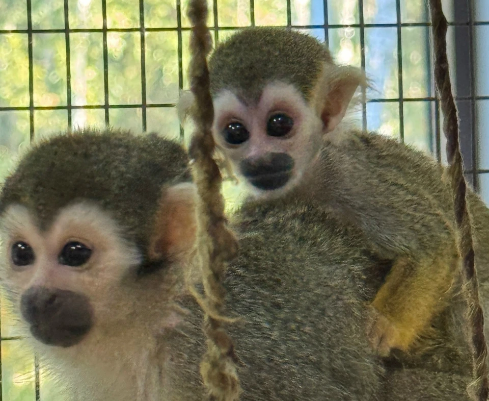 Фото с официальной страницы Белгородского зоопарка в ВК