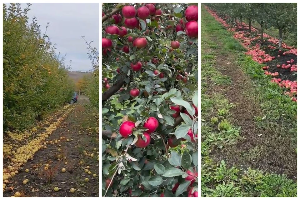 Эти яблоки фермеры могли бы выгодно продать. Фото: коллаж КП