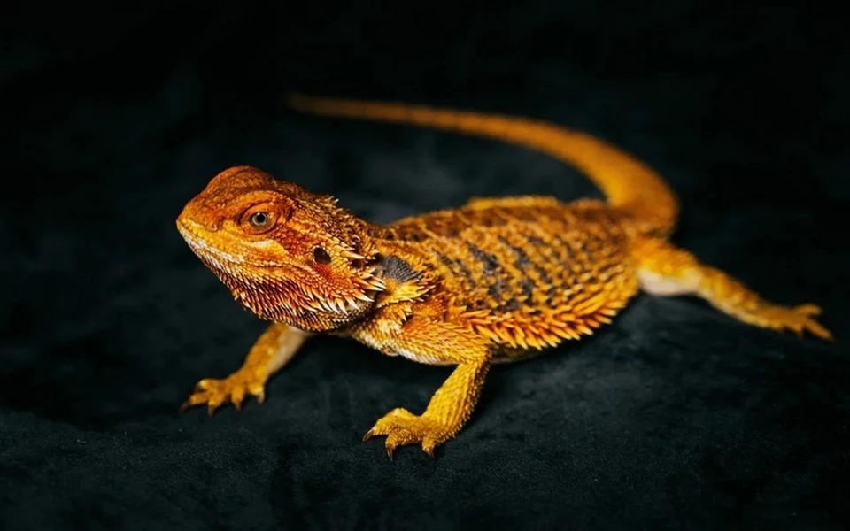 Не стесняйтесь задавать вопросы