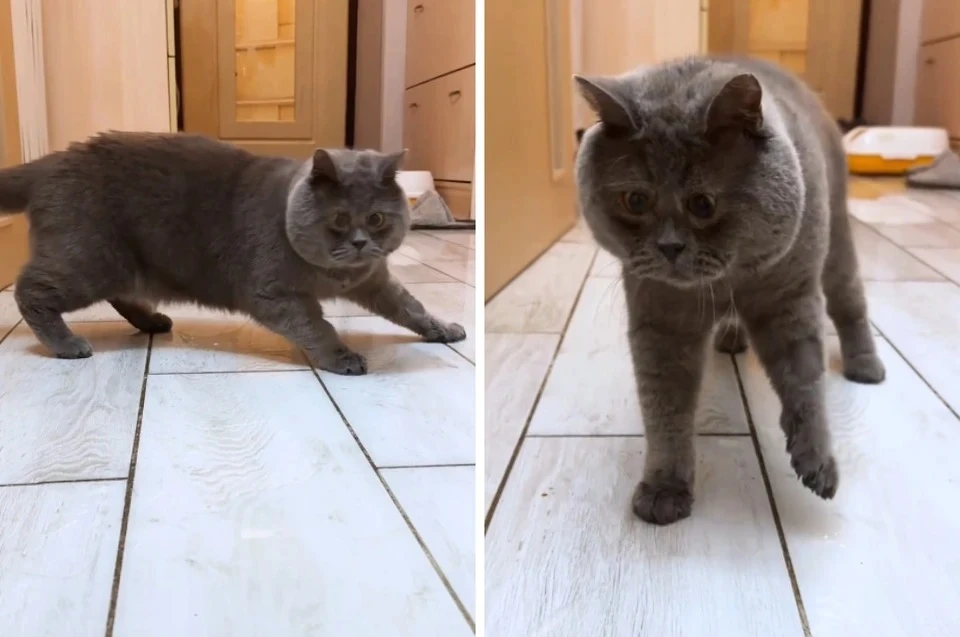 Федя - звезда соцсетей. Фото: Наталья Жданова