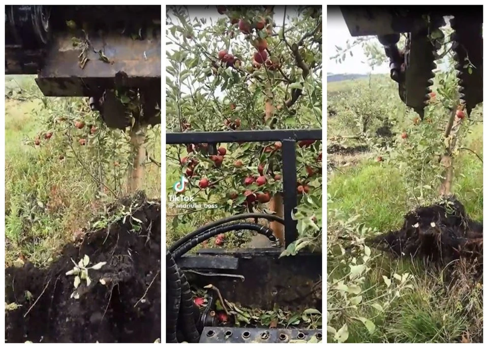 Будущее молдавского яблока буквально пилят на дрова. Фото: коллаж КП