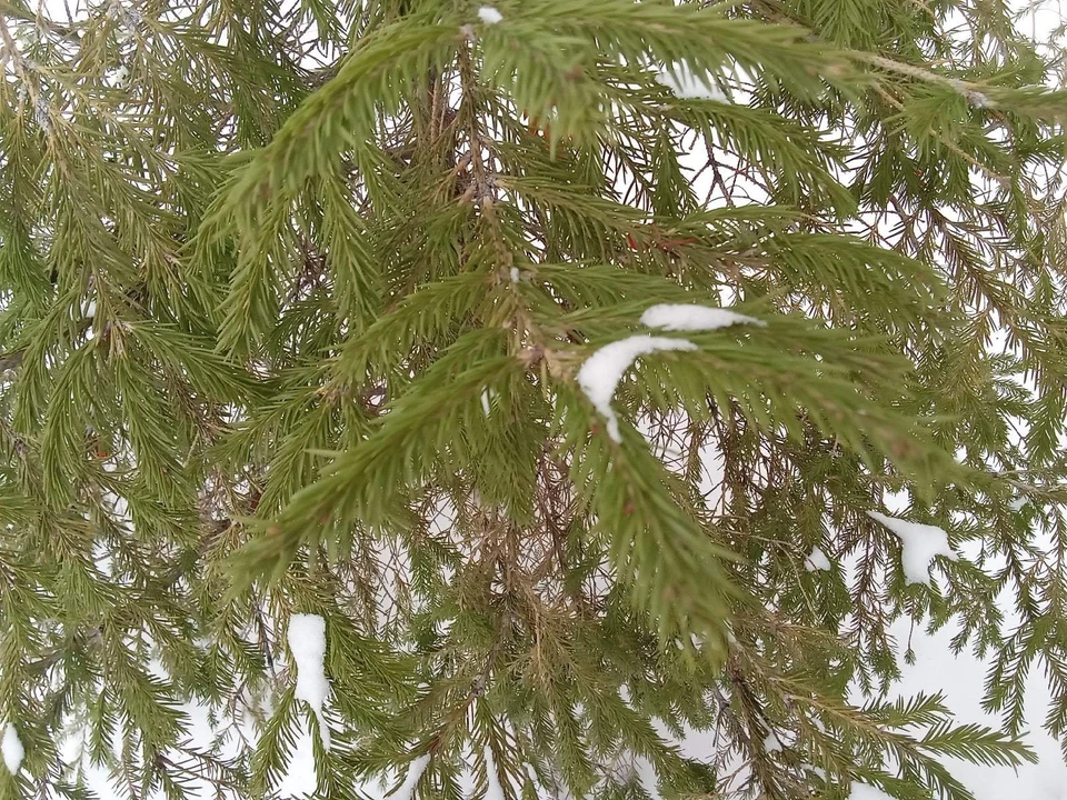 Погода на Ямале на 24 октября