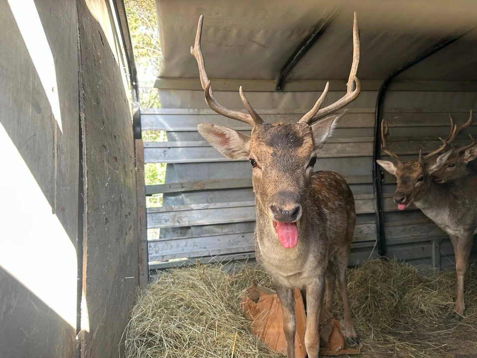 На Кубани стартовал осенний выпуск ланей в дикие заказники. Фото: Минприроды Краснодарского края