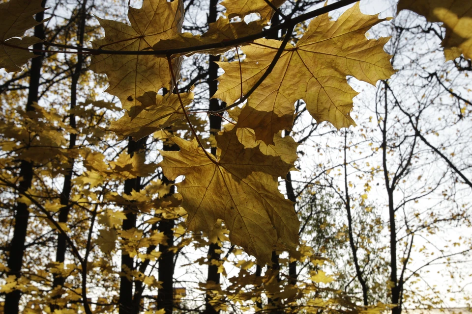 24 октября в Новосибирске потеплеет до +6 градусов.