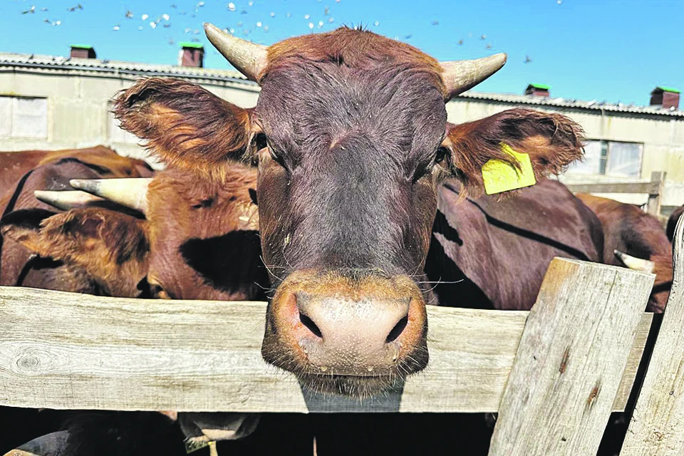 Предприятие «Приморский» получило статус племенного репродуктора по красной степной породе коров.