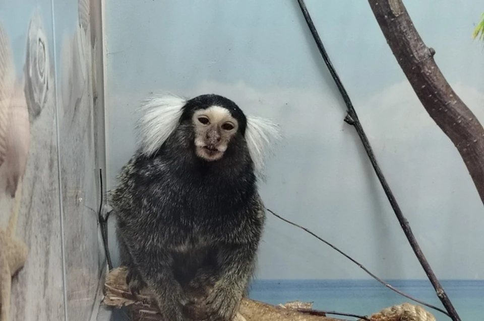 Фото: мини-зоопарк в городе Советский