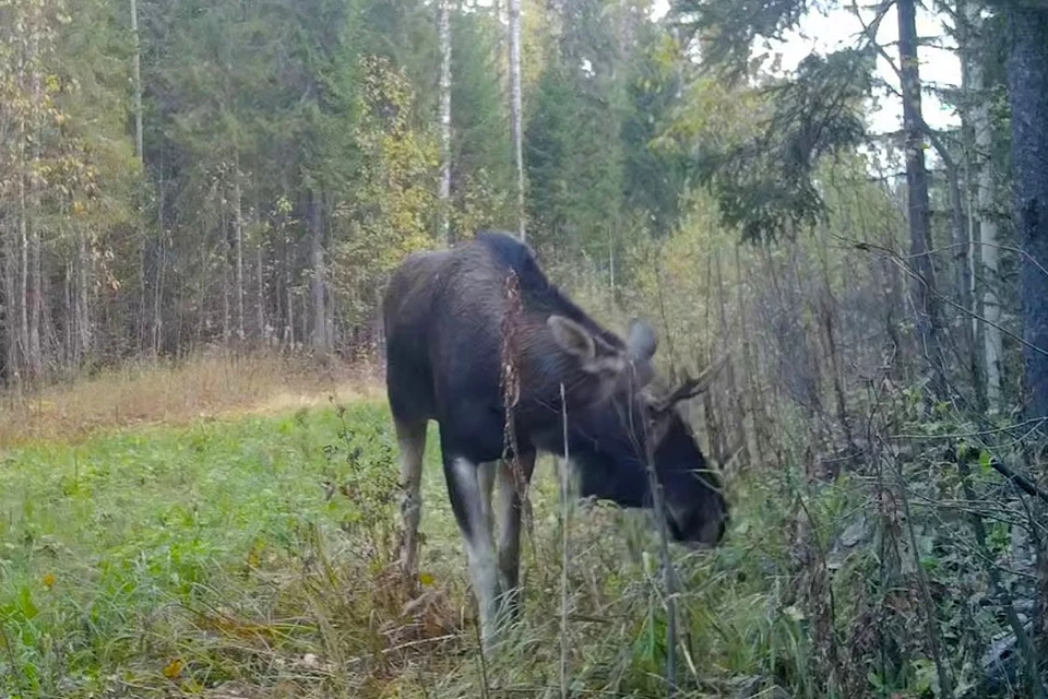 Сохатый проходил мимо фотоловушки. На радость нам. Скрин видео.