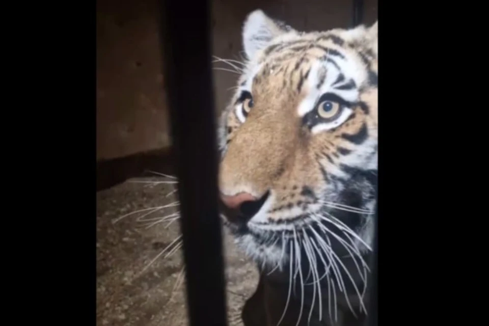 Тигрицу по кличке «Шакира» везли для участия в гастролях. Фото: Россельхознадзор Оренбуржья