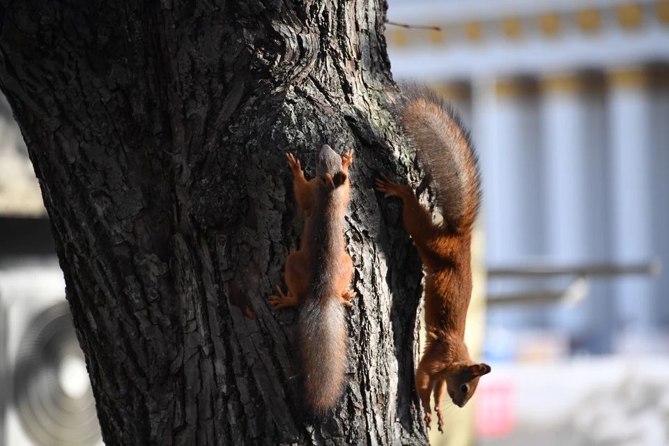 25 октября в Новосибирске потеплеет до +9 градусов.
