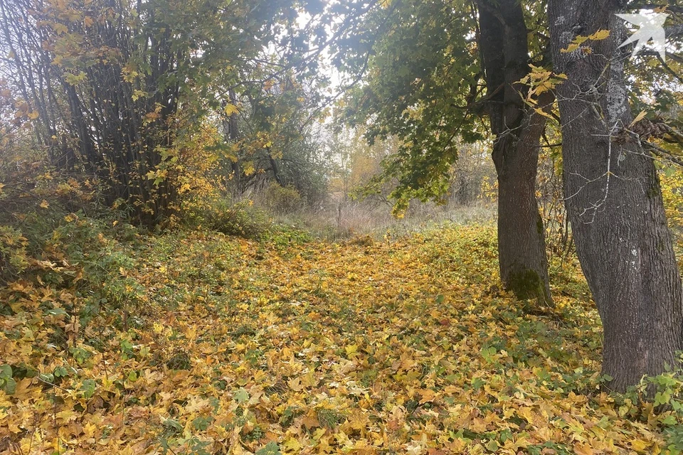 Собрали приметы и запреты на 25 октября, когда празднуют день Прова. Снимок носит иллюстративный характер. Фото: архив «КП»