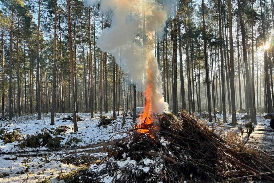 Плановая уборка порубочных остатков началась в Новосибирской области. Фото: Министерство природных ресурсов и экологии Новосибирской области