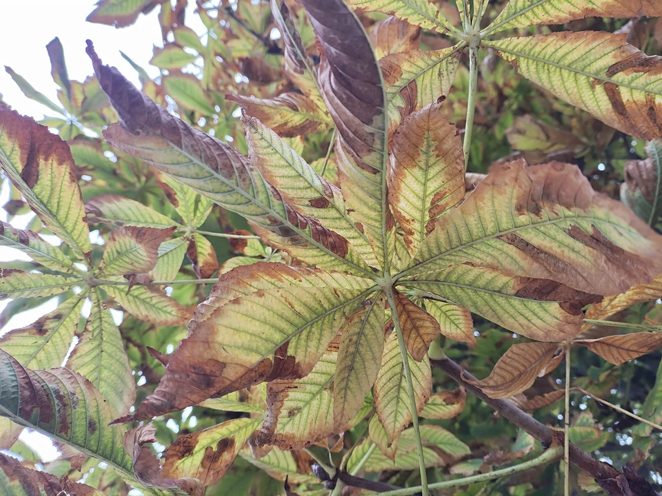 днём +11…+16°C.