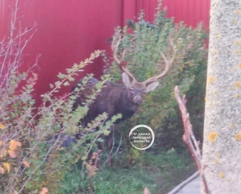 Олень забежал во двор частного дома.