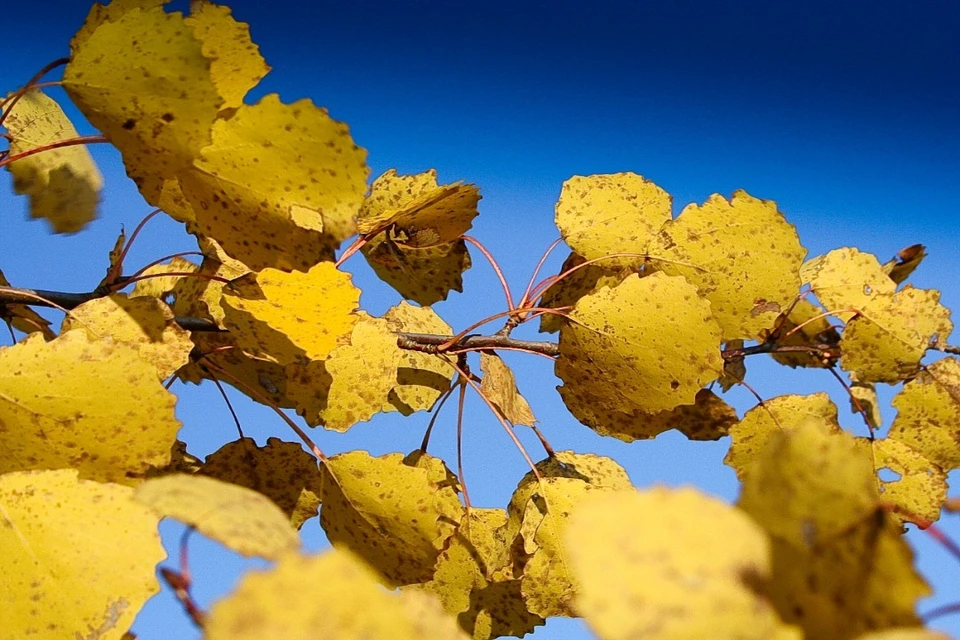 27 октября в Новосибирске будет сухо и тепло.