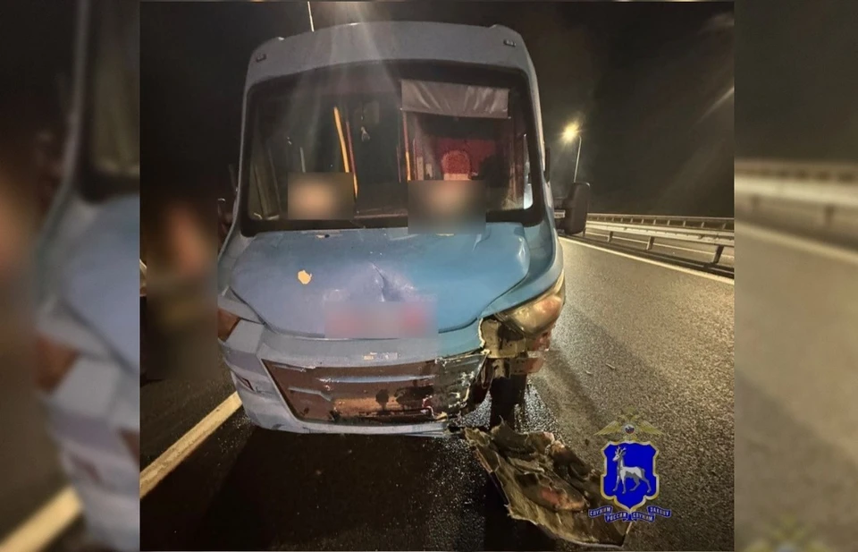 Лось перебегал проезжую часть.