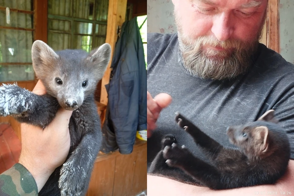 Соболь по имени Хан вернулся! Фото: Алтайский биосферный заповедник