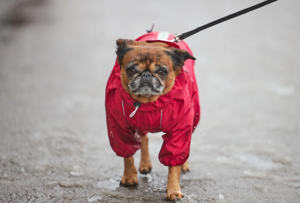 Жителей региона ждут как по-настоящему зимние эпизоды со снегом и морозцем