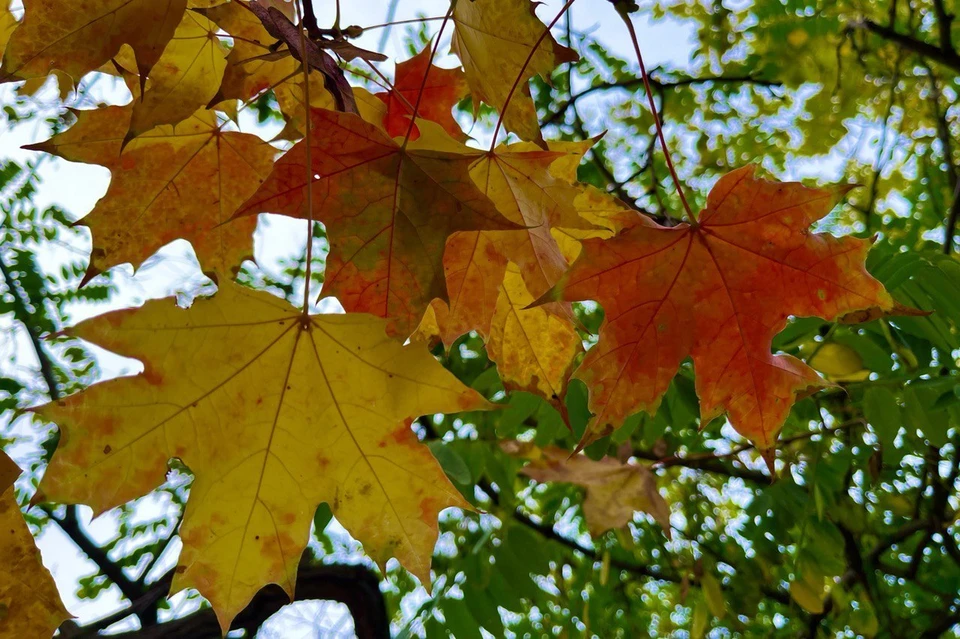 Последняя неделя октября обещает быть теплой и солнечной.