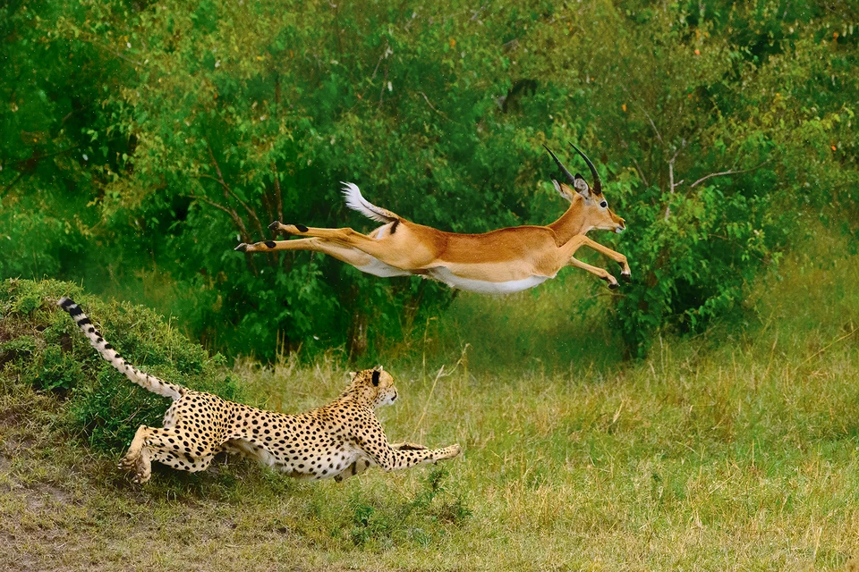 «Бег ради жизни». Самка гепарда преследует антилопу. Редкий кадр поймал Сумен Чандра (Индия). Фото: Сумен ЧАНДРА/©«Золотая черепаха»