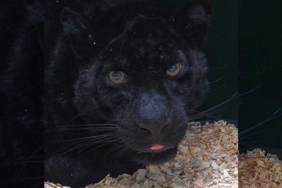 Пантера, которая укусила ребенка, живет в иркутском зоопарке. Фото: телеграм-канал иркутского зоопарка