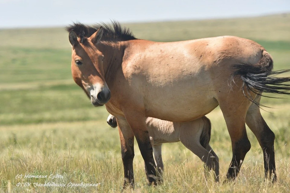 Лошади из Оренбуржья отправились в Хакасию для создания новой популяции. Фото: Наталия Судец, «Заповедники Оренбуржья»