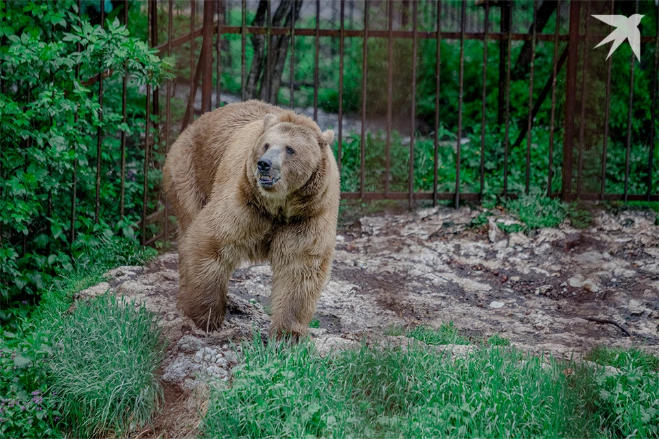 В книге «Звери Мурманской области» зоолога О. И. Семенова-Тян-Шанского указано, что средняя дата последнего появления медведя - 28 октября.