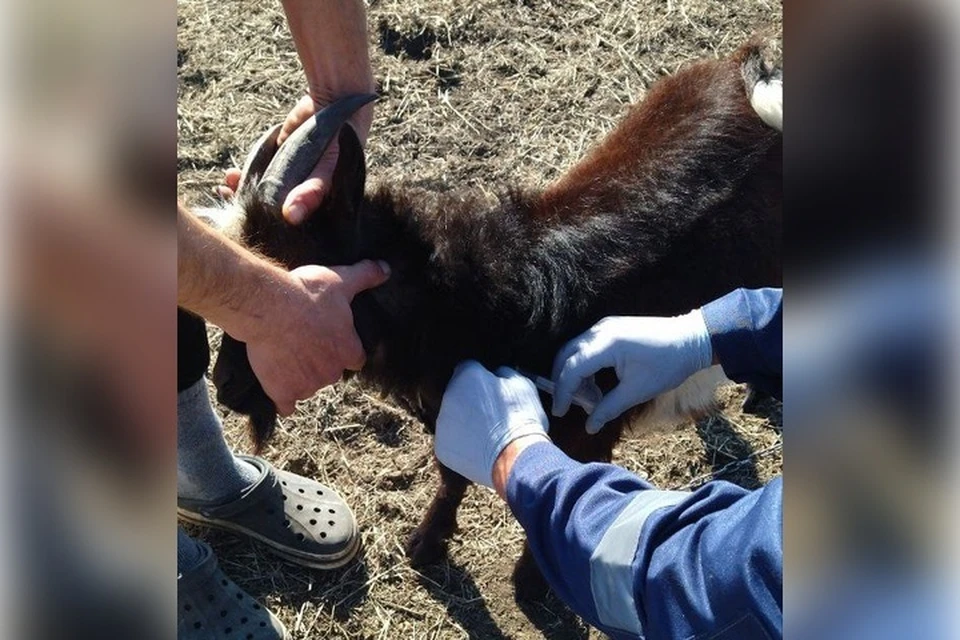 Бесплатную массовую вакцинацию от бешенства провели в Рубановке. Фото: администрация Великолепетихского округа