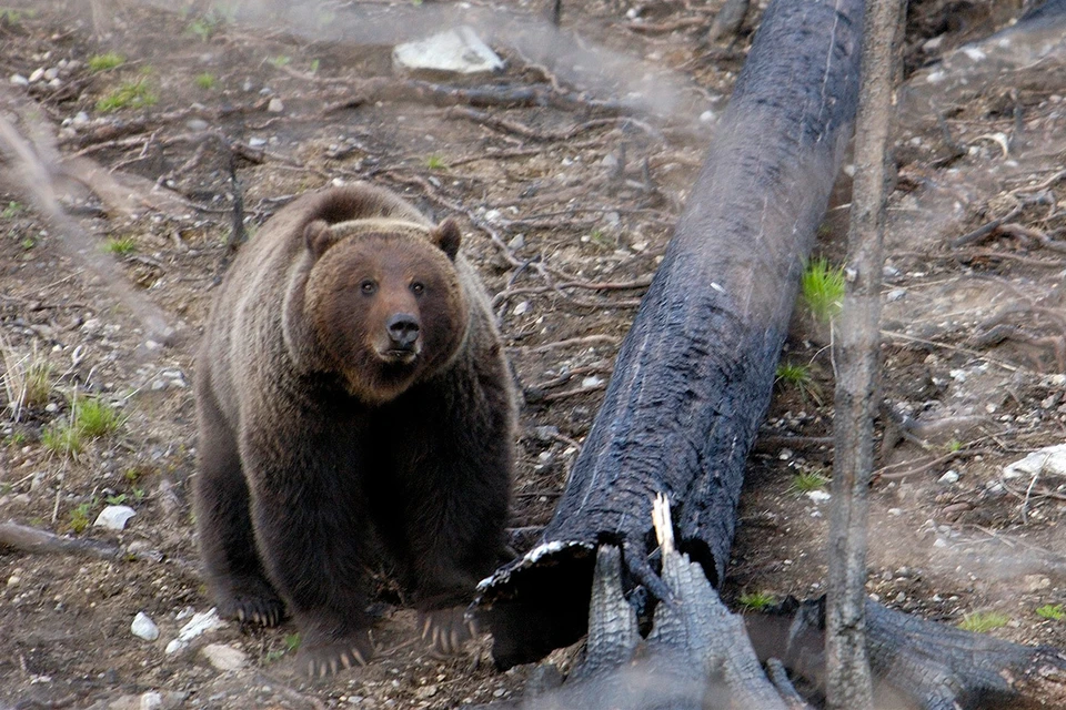 Медведи атакуют в любое время суток, не боясь появляться в жилых районах.