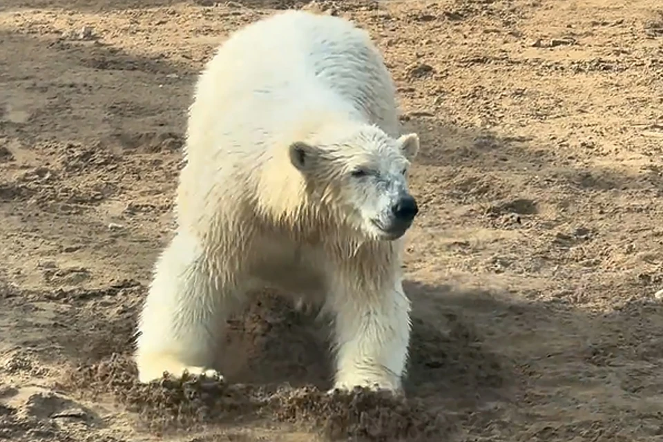 Кадр из видео Пермского зоопарка