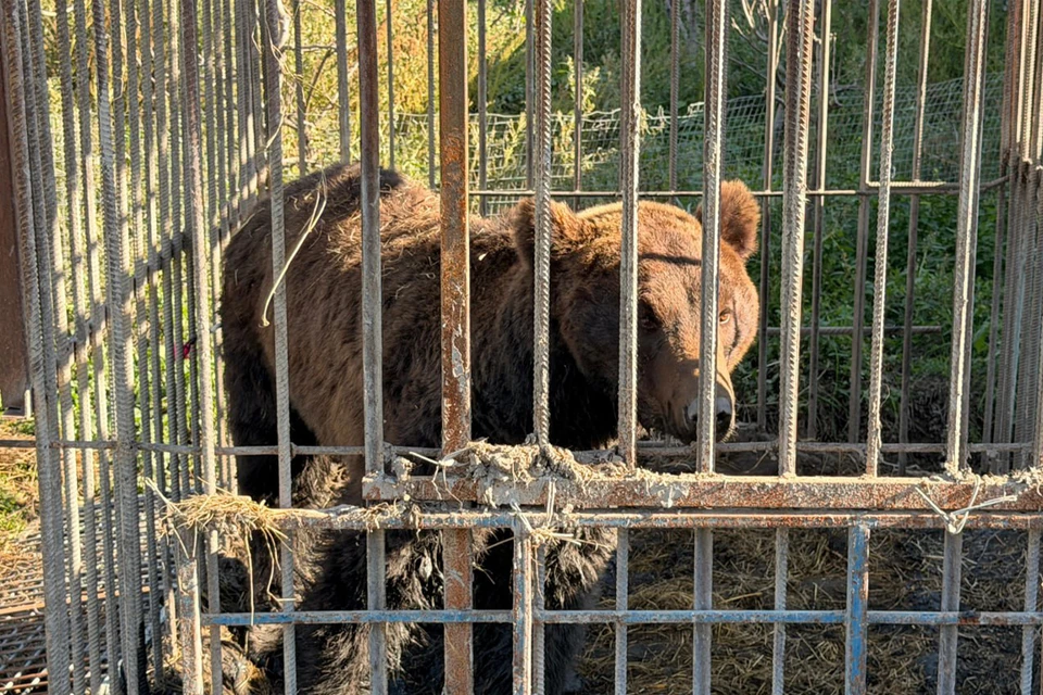 Медведей забрали из частного зоопарка. Фото: t.me/radionovasg