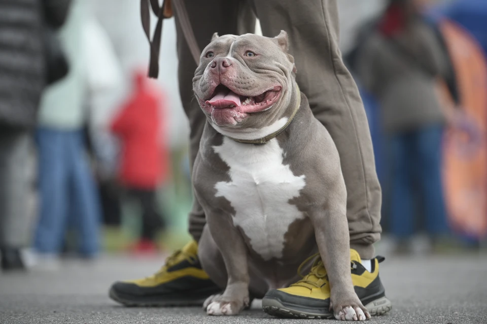 На Украине мобилизовали мужчину и его собаку