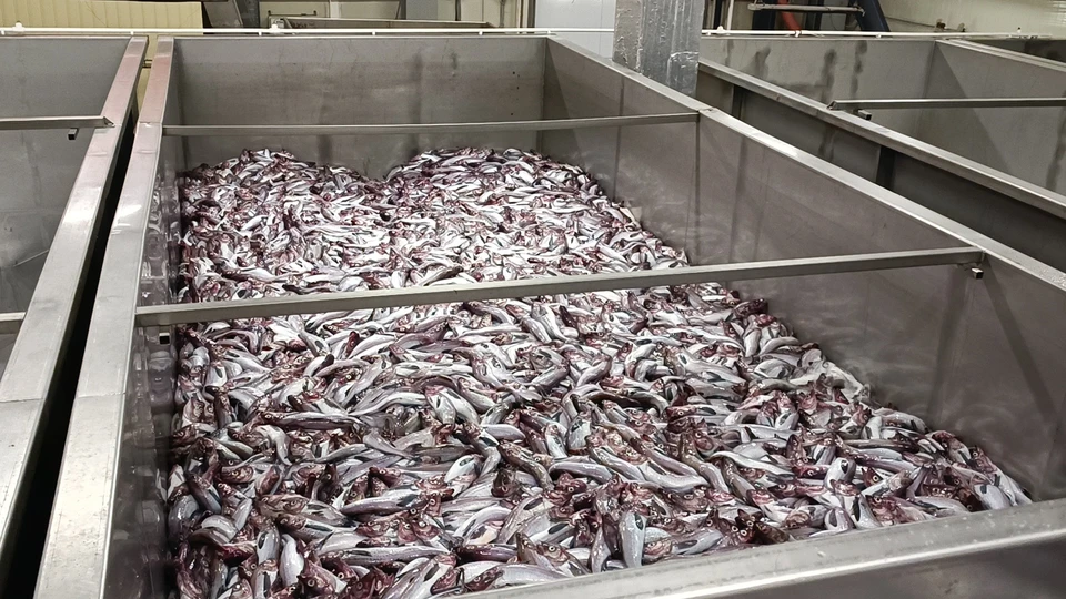 За неделю из Приморья на экспорт отправили более 16 тысяч тонн морепродуктов