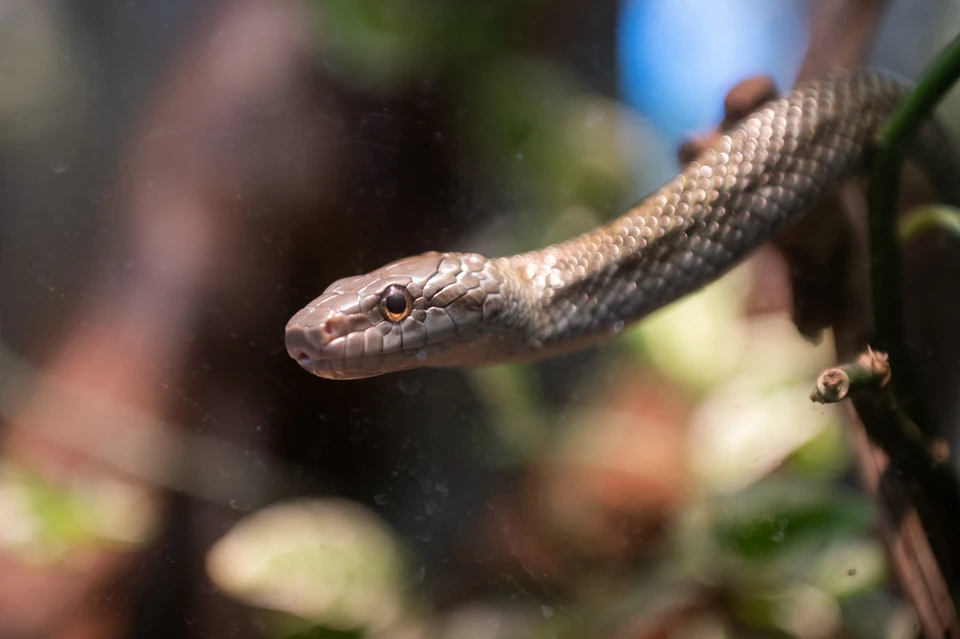 Змея укусила любителя рептилий в несколько мест.