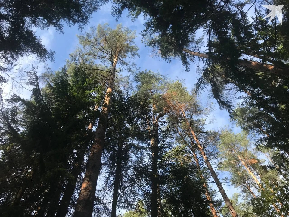 Глава Минлесхоза Кулик поручил разобраться с зарплатами инженеров-таксаторов. Фото: архив "КП". Фото носит иллюстрационный характер.