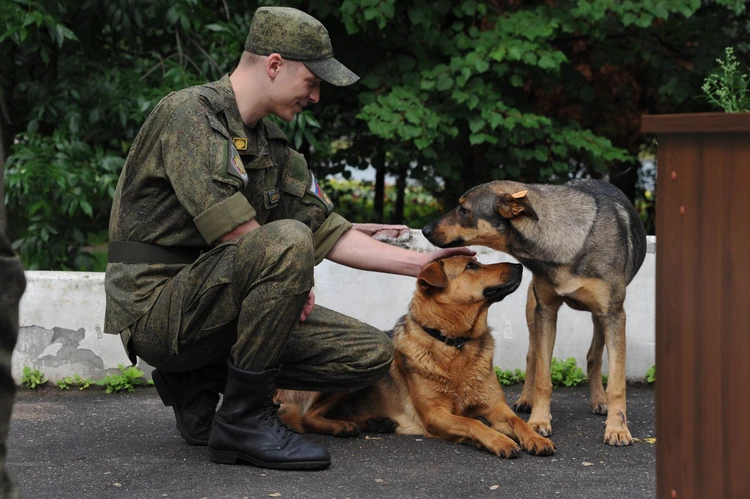 «Хозяева бросают питомцев под обстрелами»: Волонтеры из Крыма спасают животных в зоне СВО