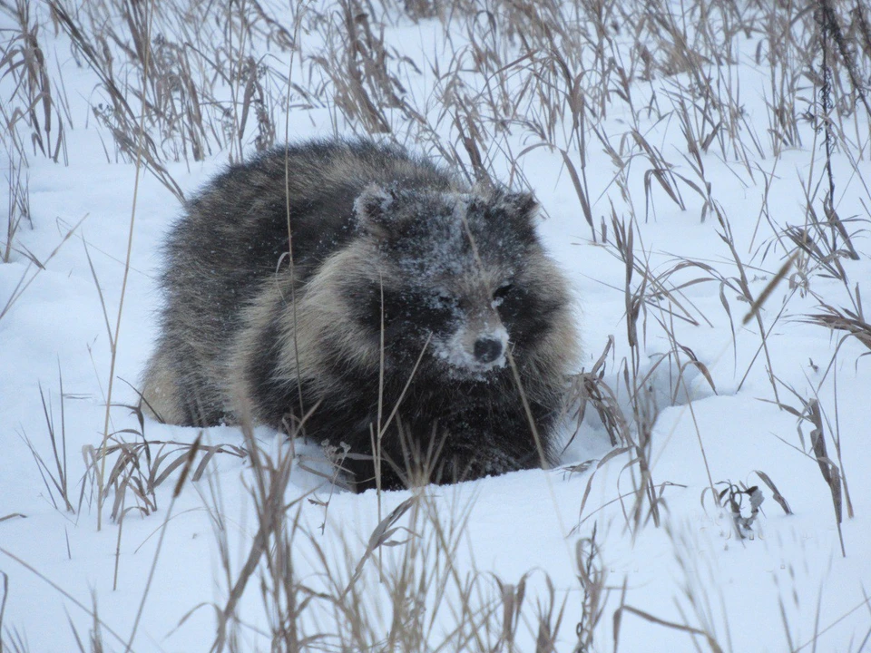 Фото: БУ Омской области «Управление по охране животного мира»