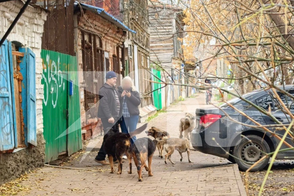 Местные жители относятся к дяде Вове и его псам с большой опаской.