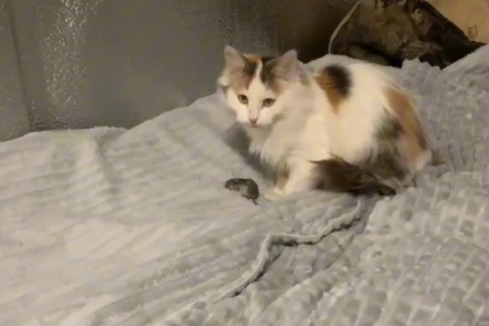 Кошка Фрося. Фото: t.me/onfspb