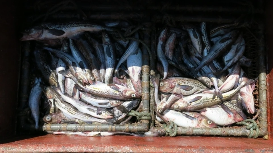 Компанию с Камчатки наказали за нарушение правил перевозки минтая