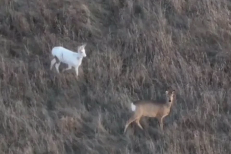 В Доволенском районе засняли косулю-альбиноса. Фото: Минприроды НСО