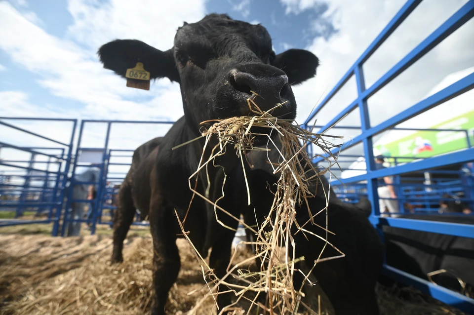 На Кубани на месяц закрыли молочную ферму Фото: Алексей БУЛАТОВ
