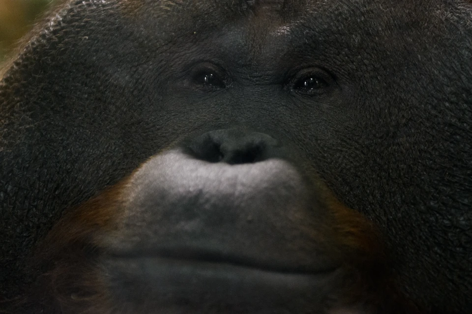 Новосибирцы выбрали 10 вариантов имён для новорожденного орангутанга из зоопарка