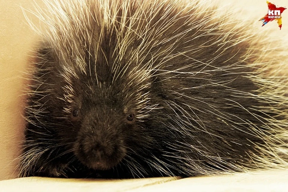 Минприроды сказало о ситуации с дикобразом на воле под Гомелем. Фото используется в качестве иллюстрации: архив «КП».