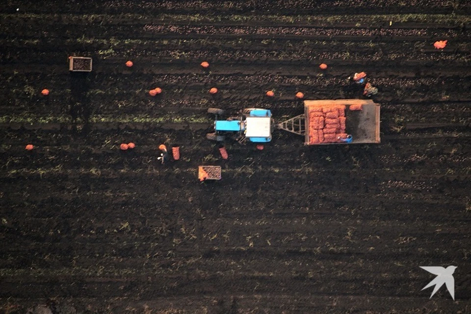 Уборочная кампания завершилась с перевыполнением плана по заготовке технических культур