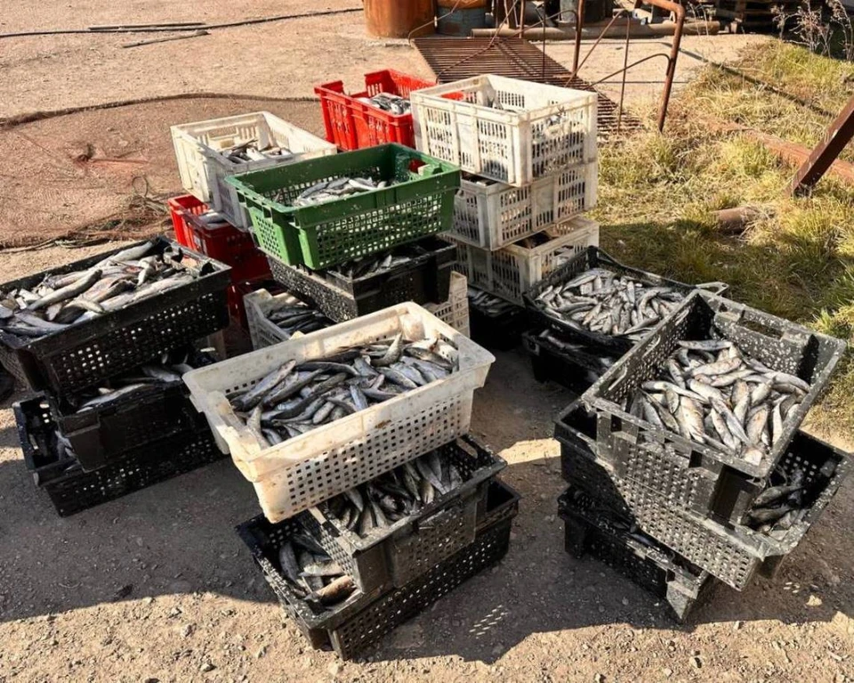 Браконьерская добыча была изъята. Фото: прокуратура Севастополя