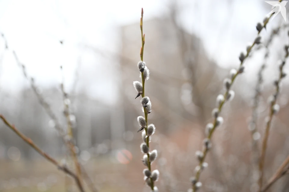 Северяне делятся в соцсетях фотографиями деревьев, на которых распустились почки, хотя на ветках уже почти и не осталось листьев.