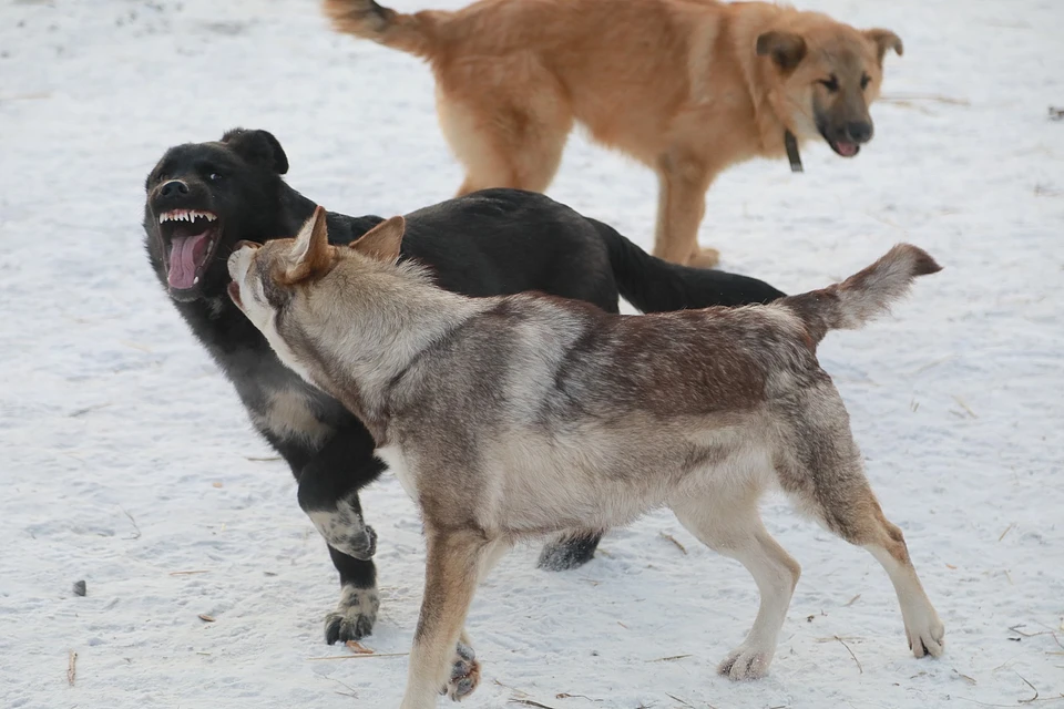 В интернете не утихают страсти вокрут проблемы с бродячими собаками